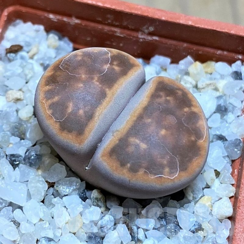 SH17586 Lithops karasmontana ssp. bella 'Ironstone'