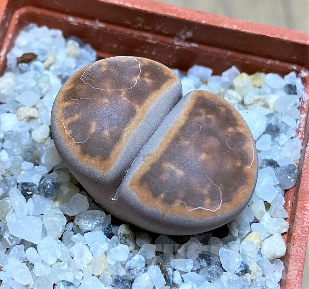 SH17586 Lithops karasmontana ssp. bella 'Ironstone'