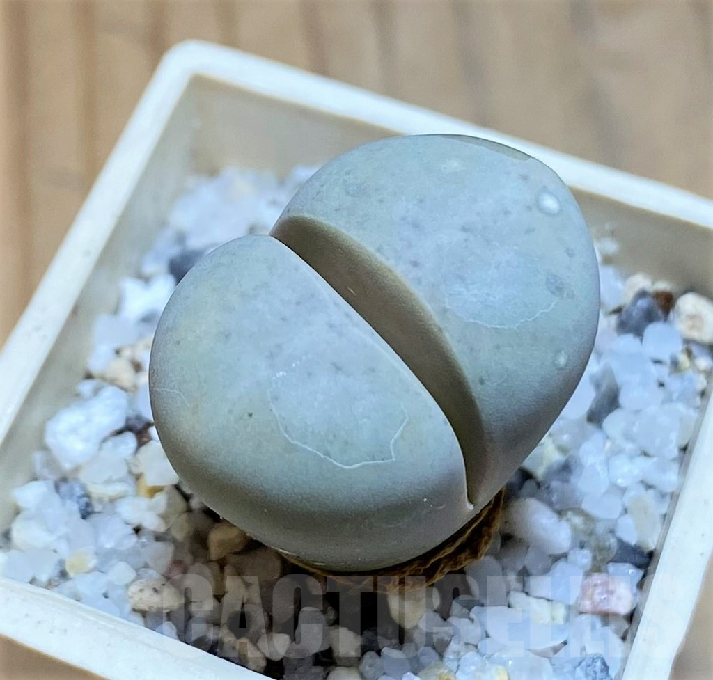 SH17587 Lithops ruschiorum C101