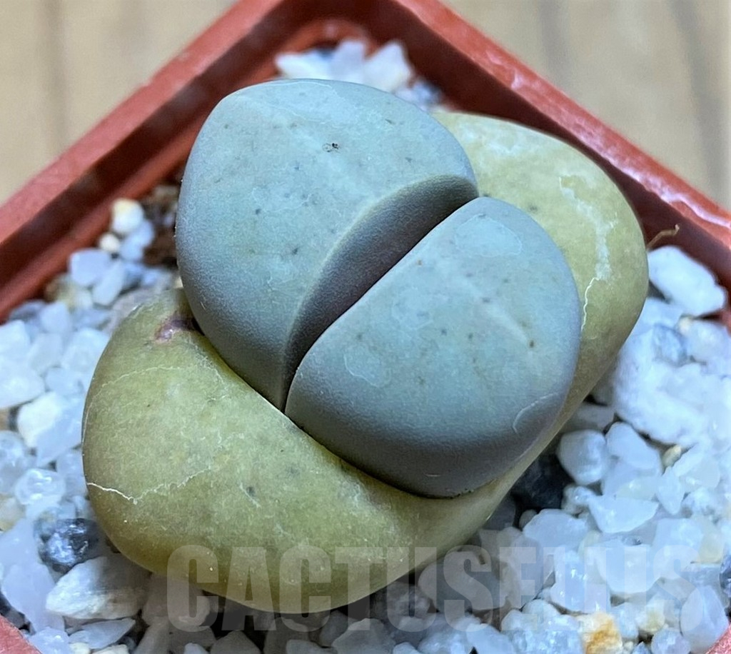 SH17588 Lithops ruschiorum C101