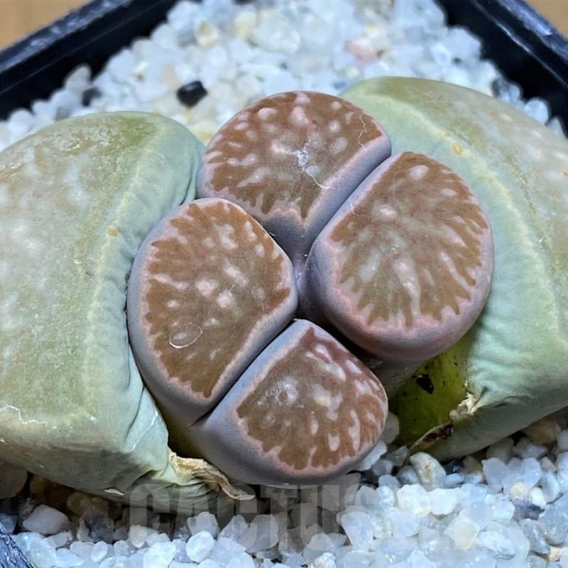 SH17536 Lithops julii ‘Kikushogiyoku’ hybrid
