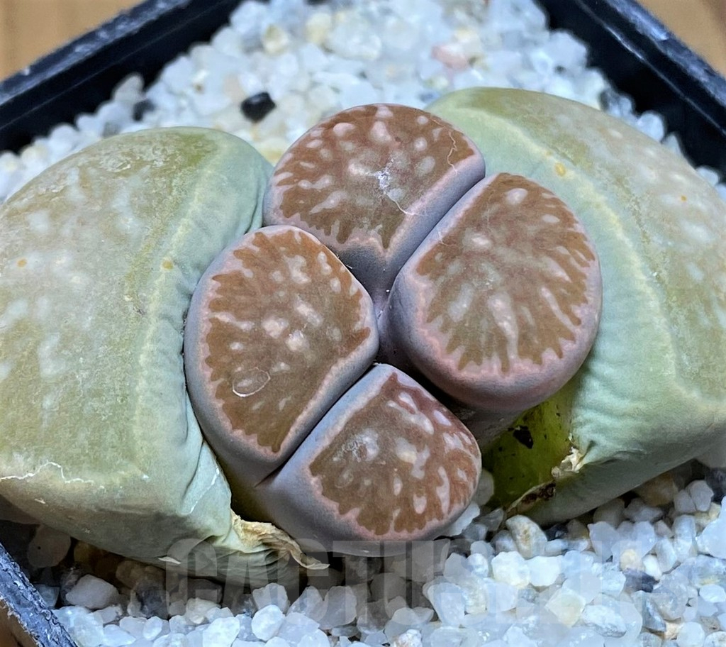 SH17536 Lithops julii ‘Kikushogiyoku’ hybrid