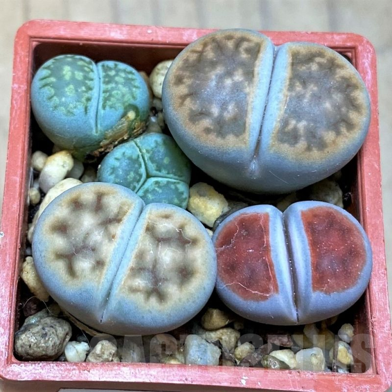 SH17594	Lithops mix