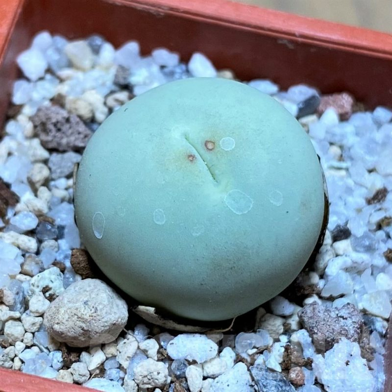 SH17596 Conophytum calculus