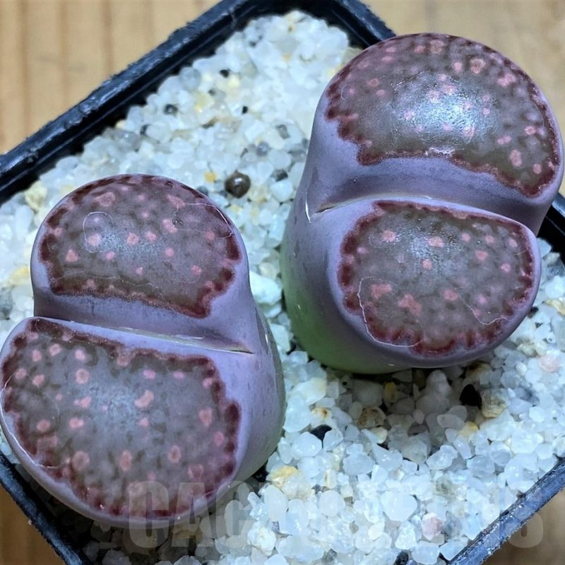SH17537 Lithops salicola 'Sato's Violet' hybrid