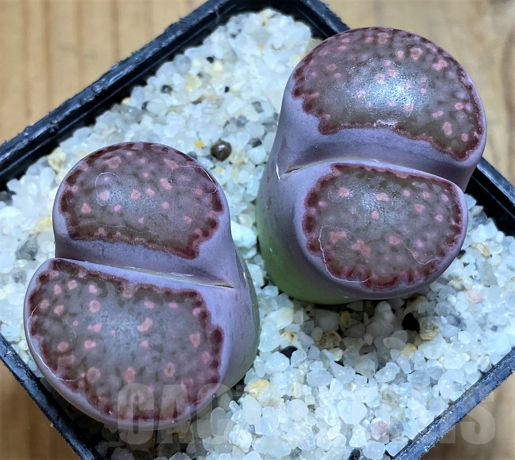 SH17537 Lithops salicola 'Sato's Violet' hybrid