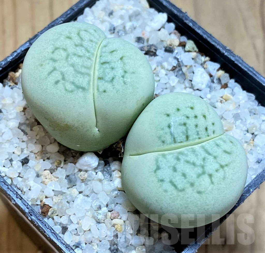 SH17540 Dinteranthus vanzylii 'Emerald'