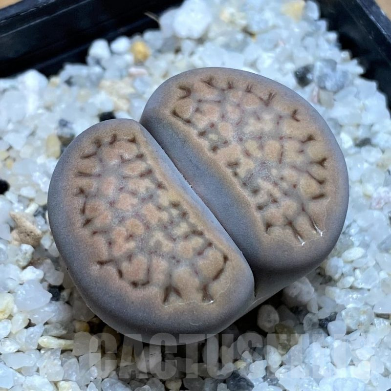SH17542 Lithops halii