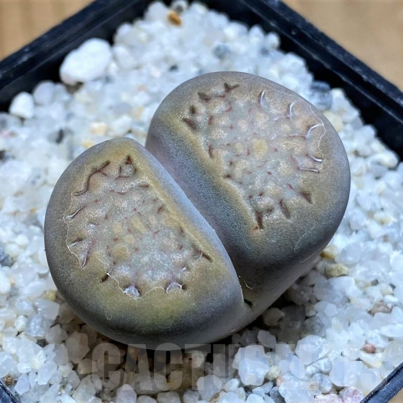 SH17543 Lithops halii