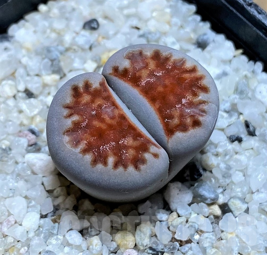 SH17544 Lithops karasmontana 'Lateritia'