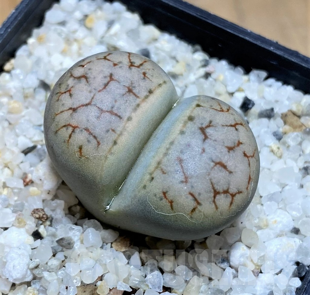 SH17547 Lithops 'Talisman'