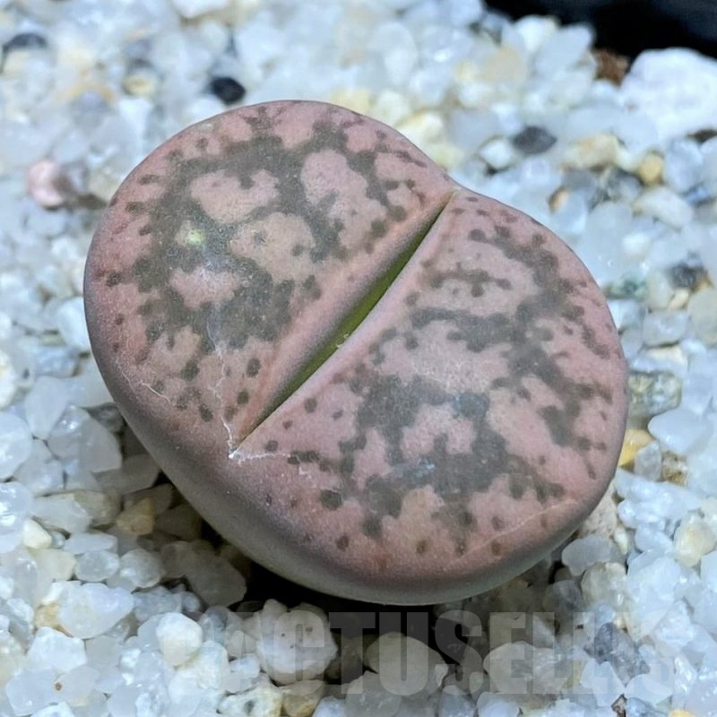 SH17549 Lithops gesinae