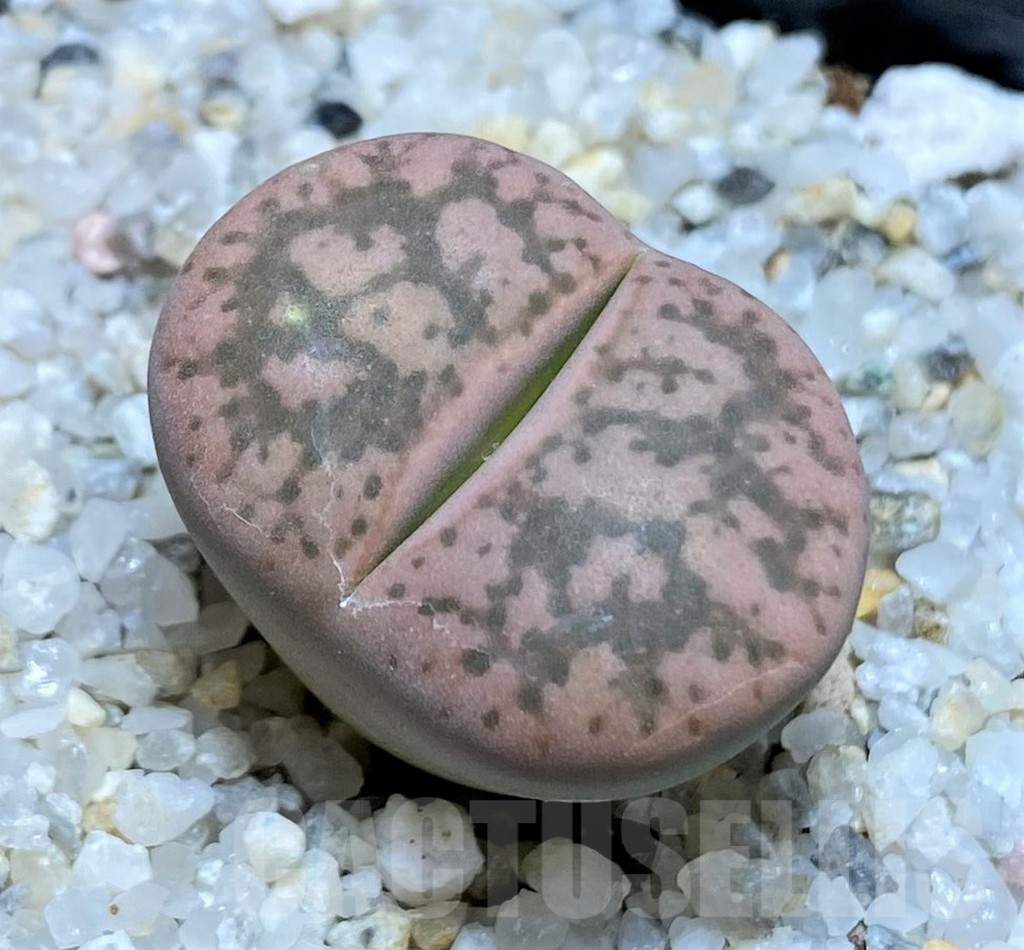 SH17549 Lithops gesinae