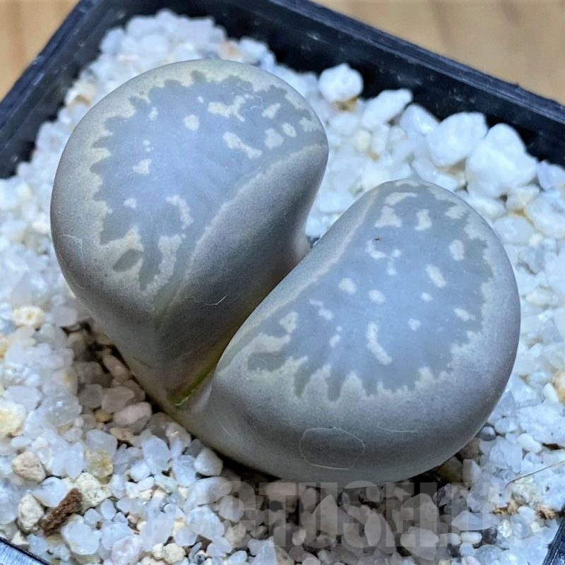 SH17551 Lithops marmorata C360