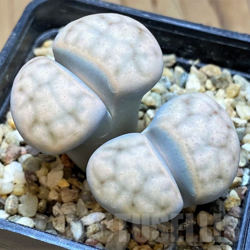 SH17553 Lithops erniana