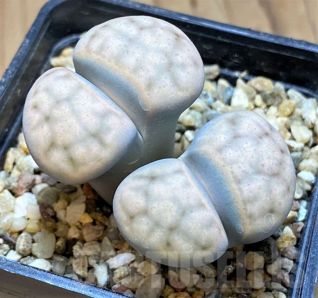 SH17553 Lithops erniana