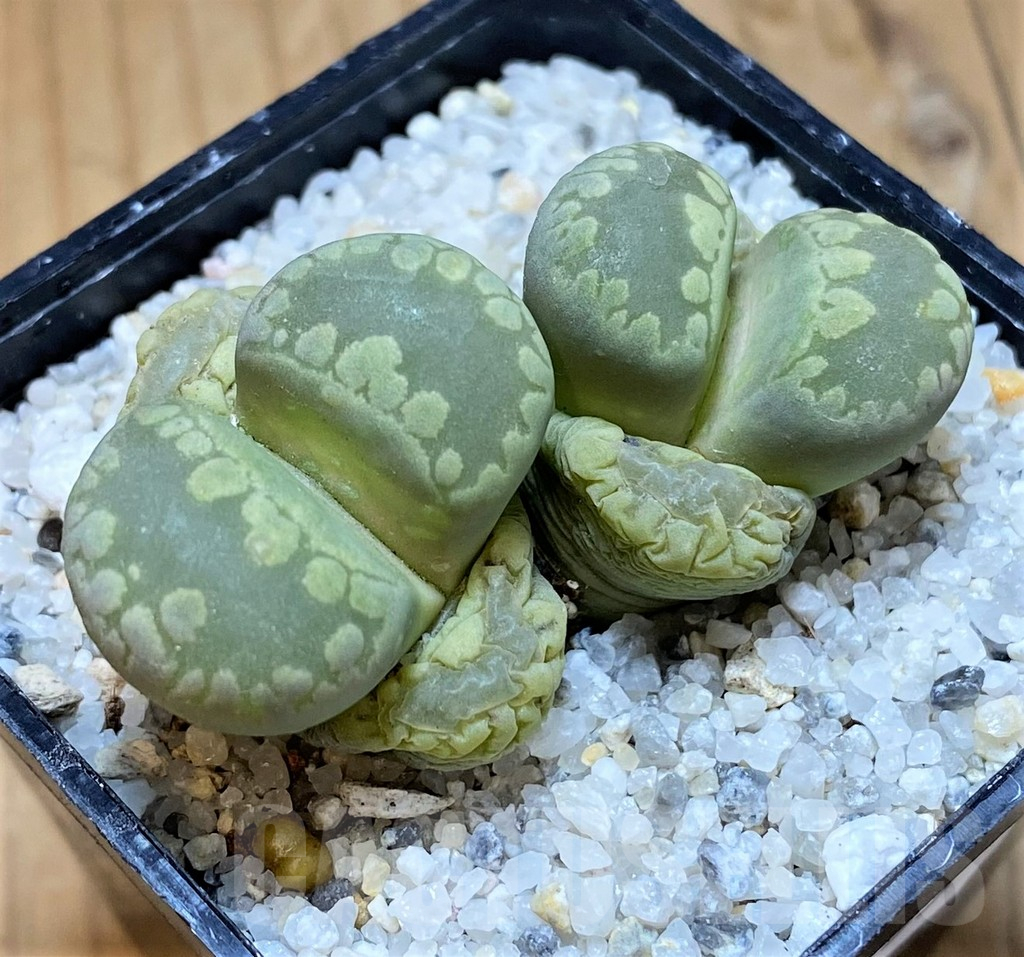SH17555 Lithops otzeniana