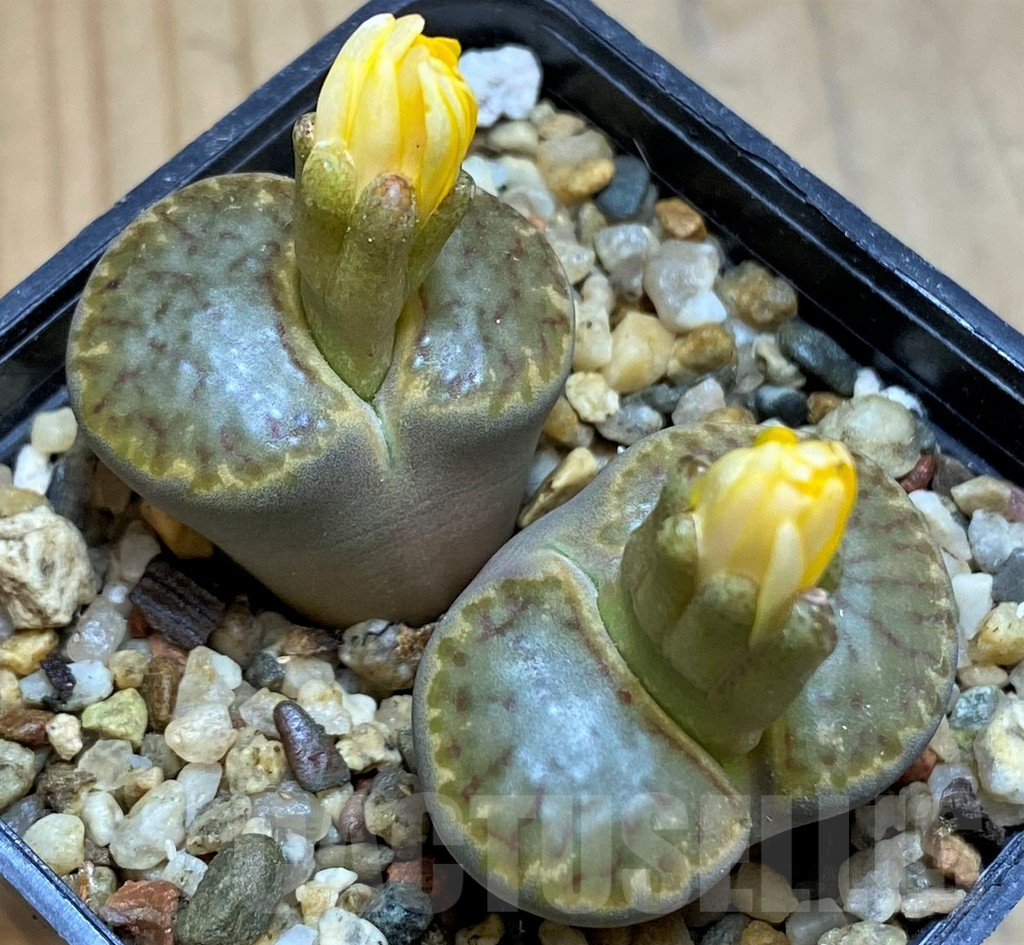 SH17557 Lithops bromfieldii
