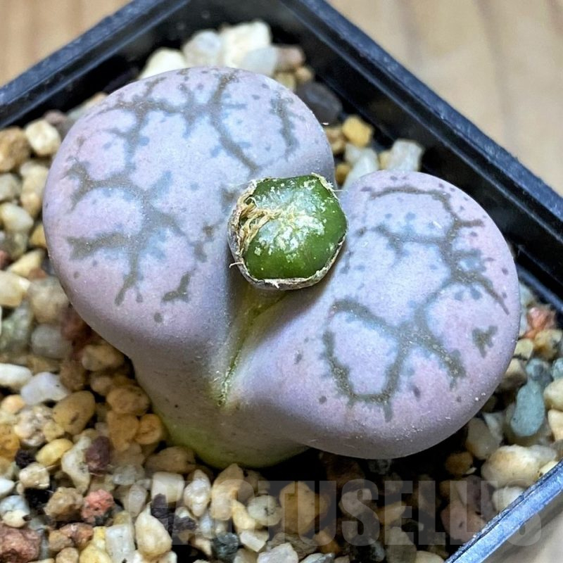 SH17558 Lithops gesinae hybrid