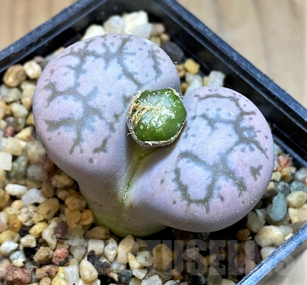 SH17558 Lithops gesinae hybrid