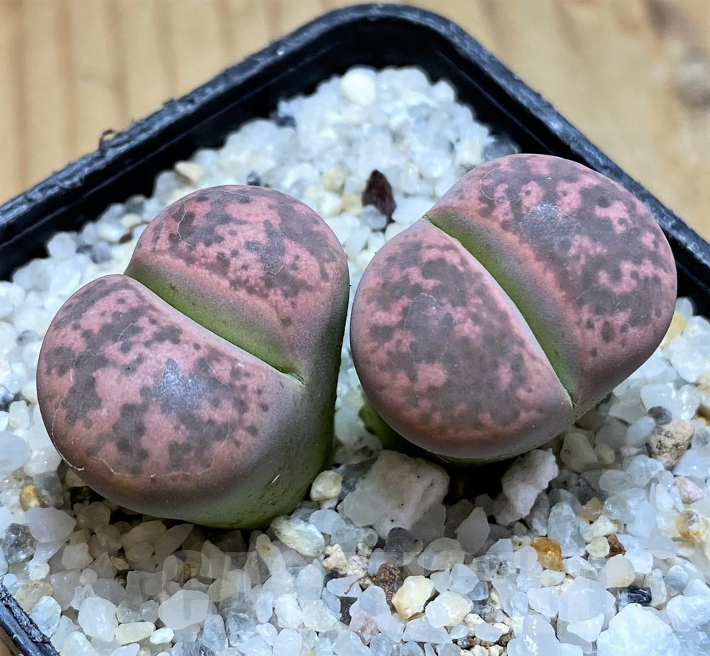 SH17533 Lithops gesinae, Pink form