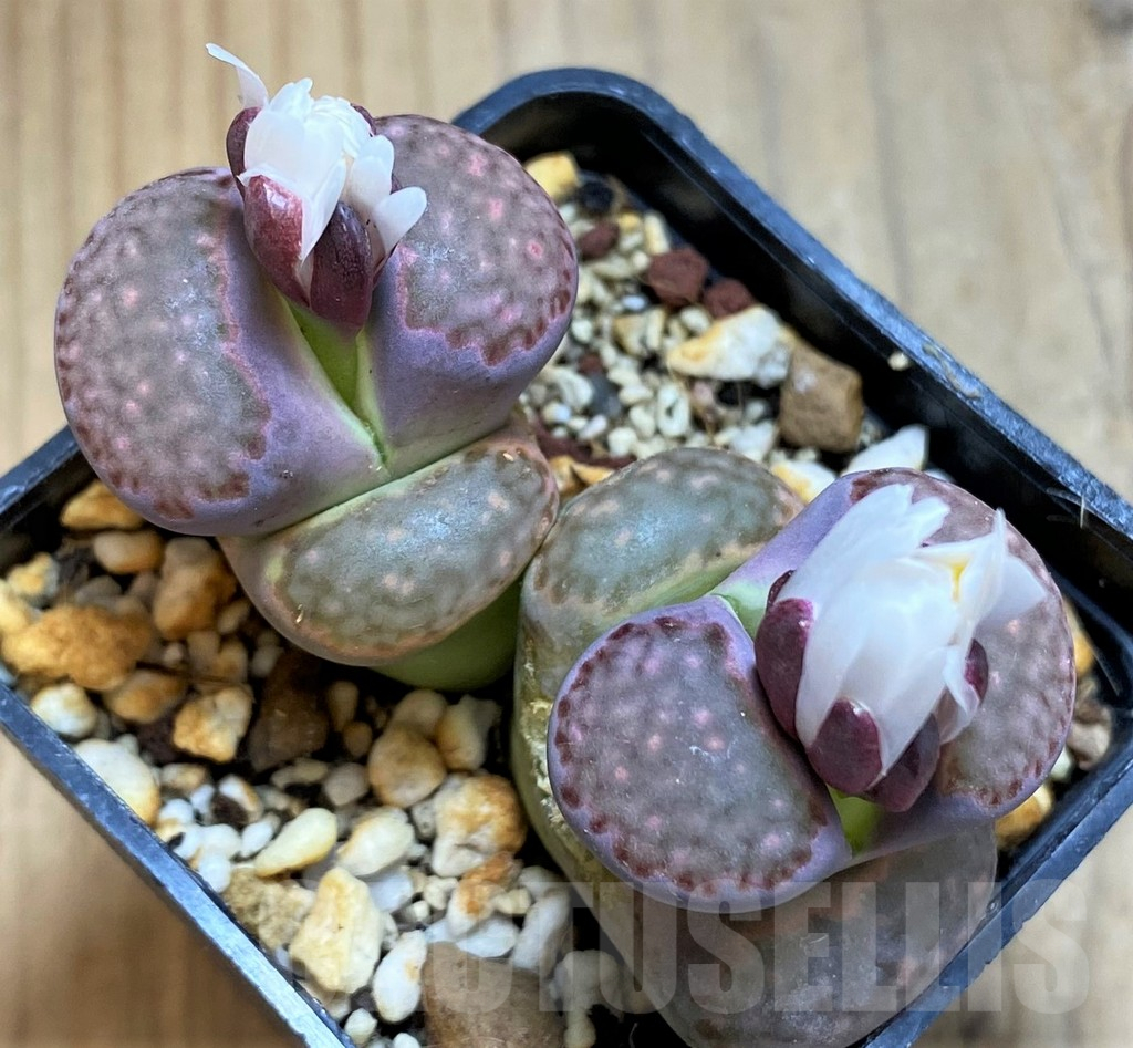 SH17561 Lithops salicola 'Bacchus'