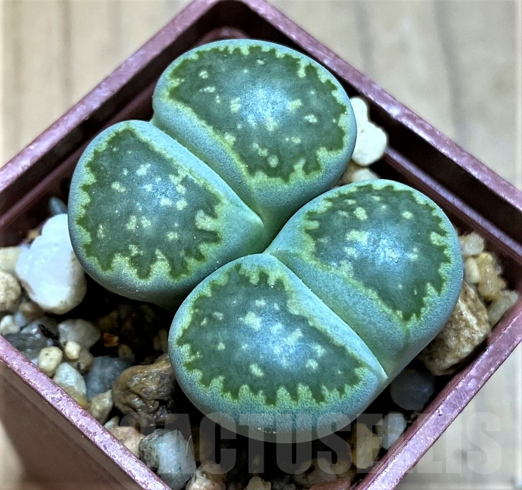 SH17562 Lithops julii v. fulleri 'Fuller Green'