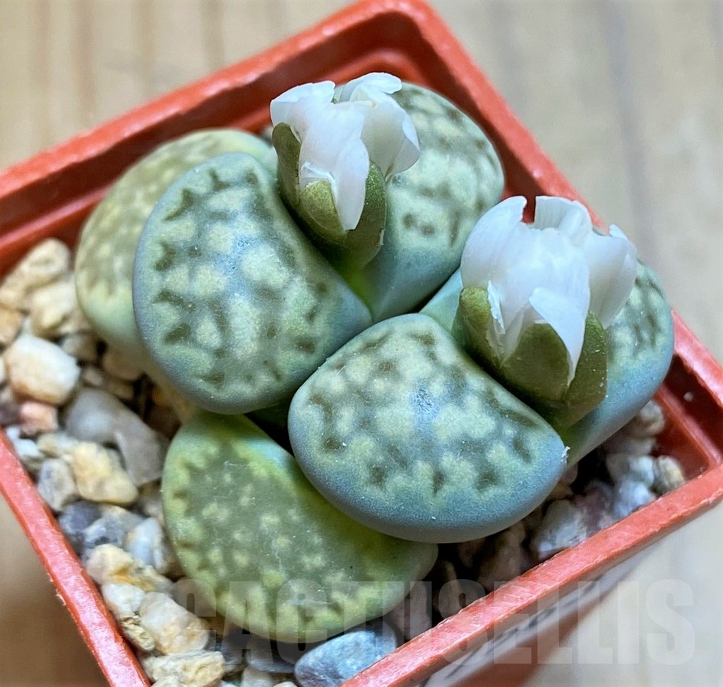 SH17563 Lithops julii v. fulleri 'Fuller Green'