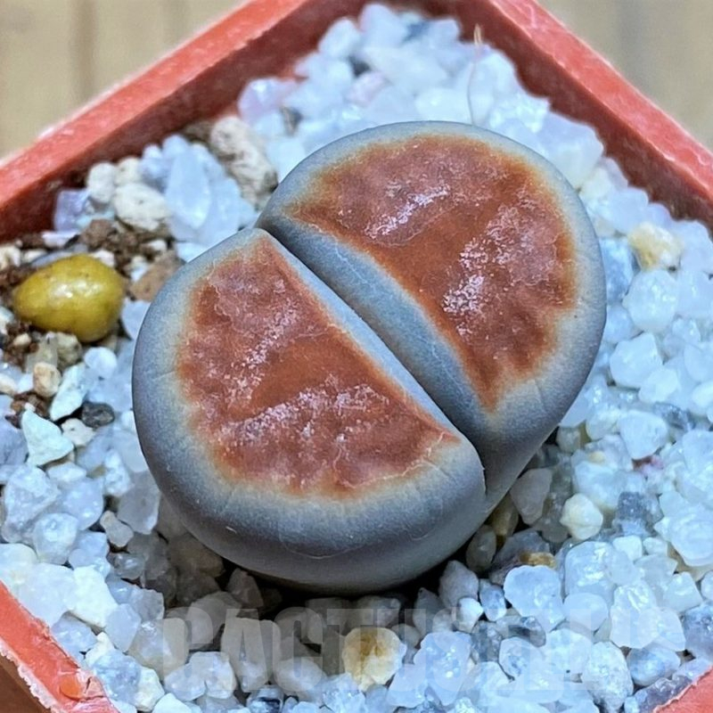 SH17565 Lithops karasmontana 'Lateritia'