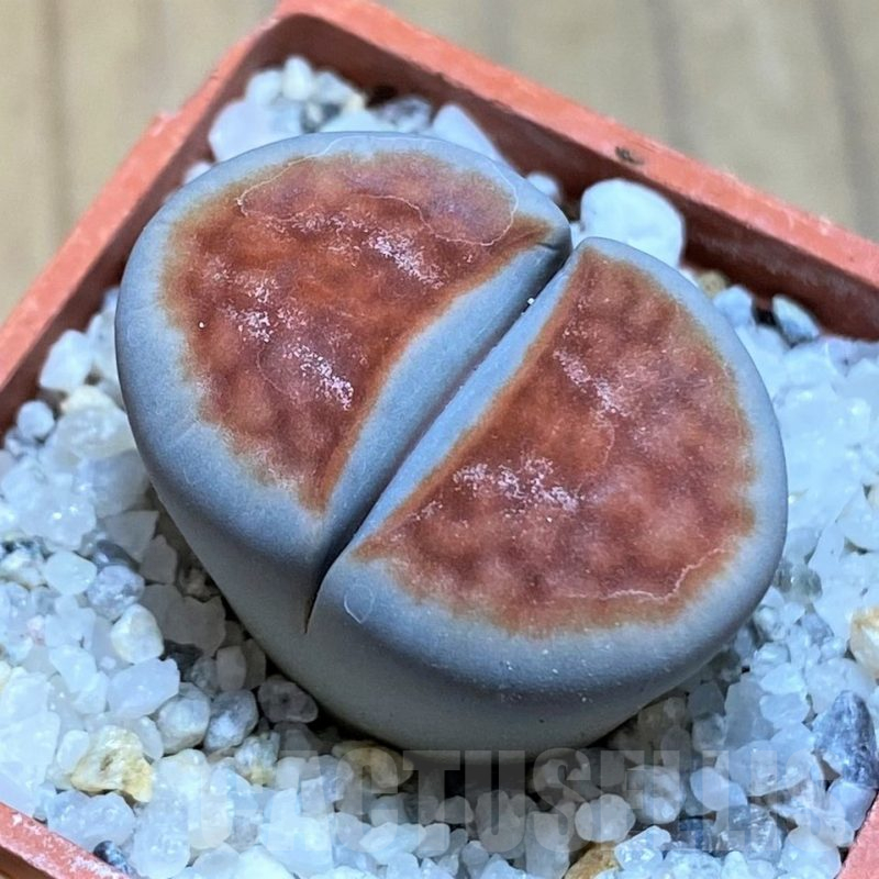 SH17566 Lithops karasmontana 'Lateritia'