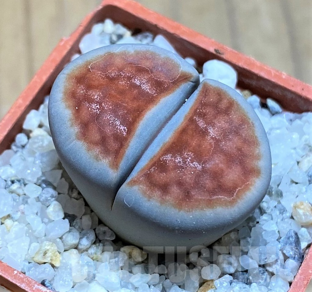 SH17566 Lithops karasmontana 'Lateritia'