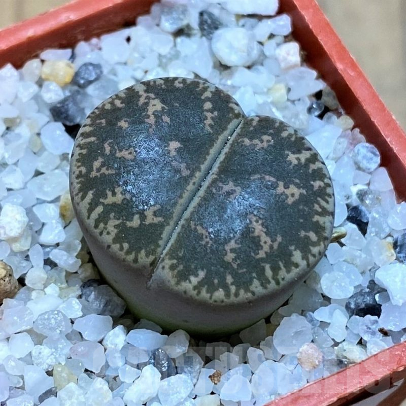 SH17567 Lithops lesliei 'Warrenton'