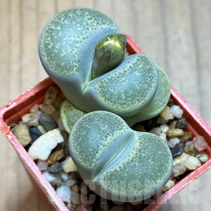 SH17569 Lithops terricolor
