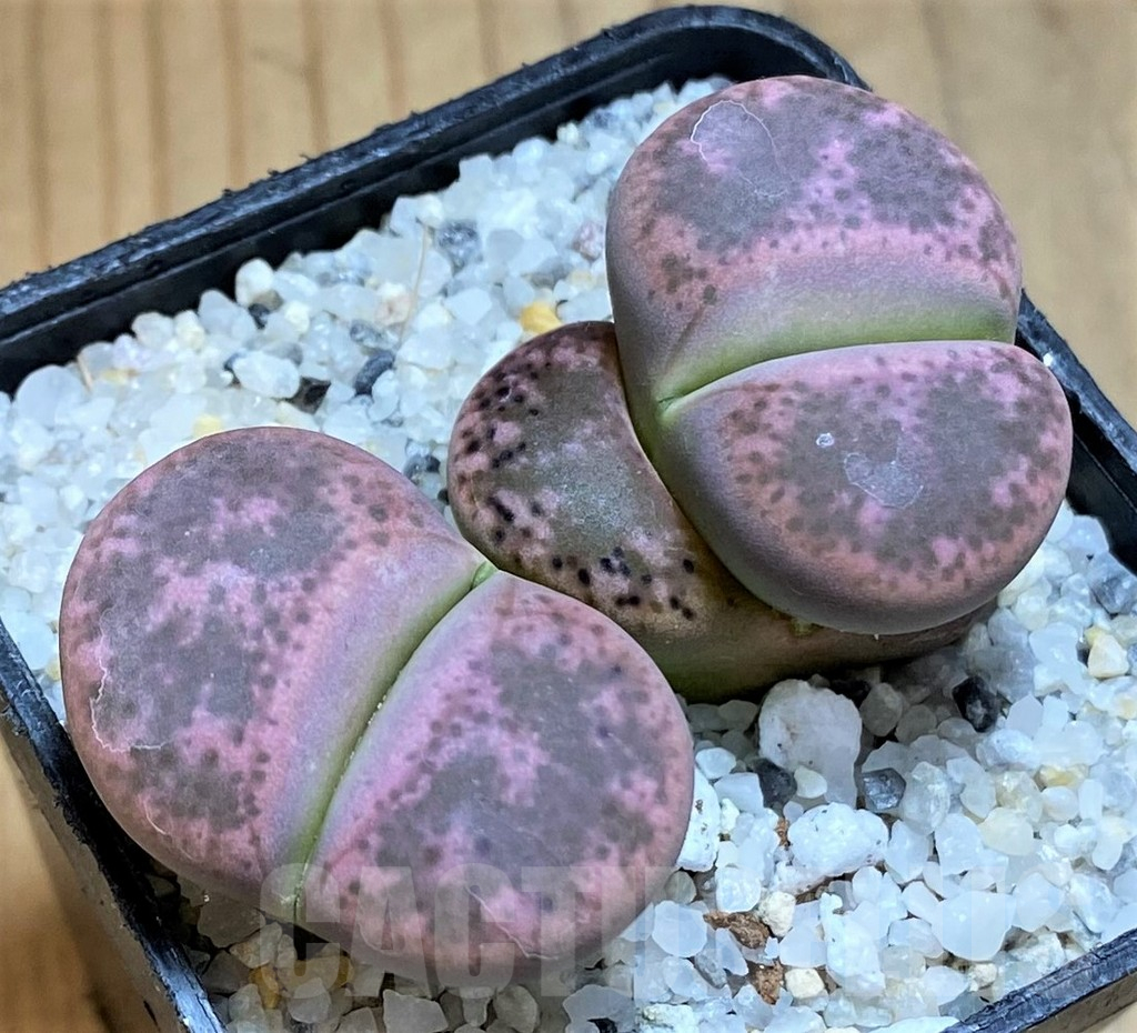 SH17534 Lithops gesinae, Pink form