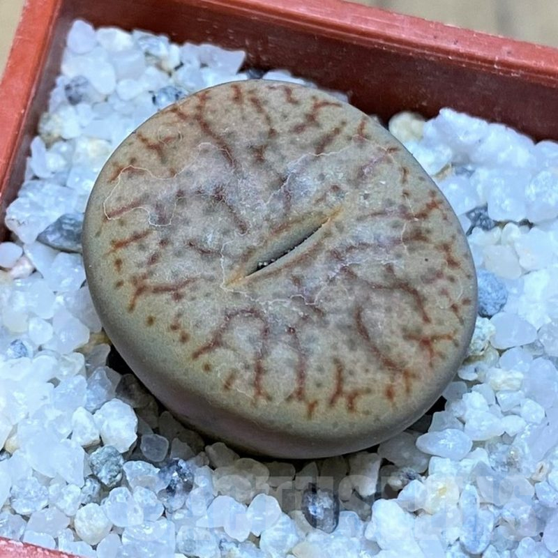 SH17570 Lithops pseudotruncatella C099