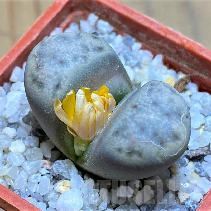 SH17575 Lithops dinteri v. frederici C180