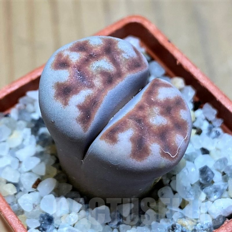 SH17578 Lithops karasmontana