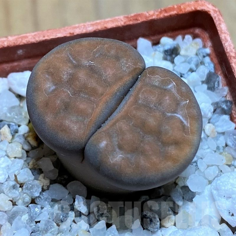 SH17579 Lithops karasmontana C182