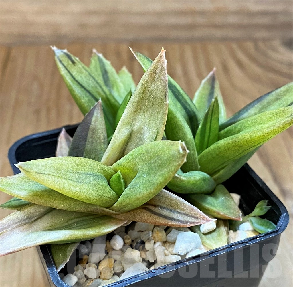 SH17697 Alworthia ‘Black Gem’ f. variegata - immagine 2