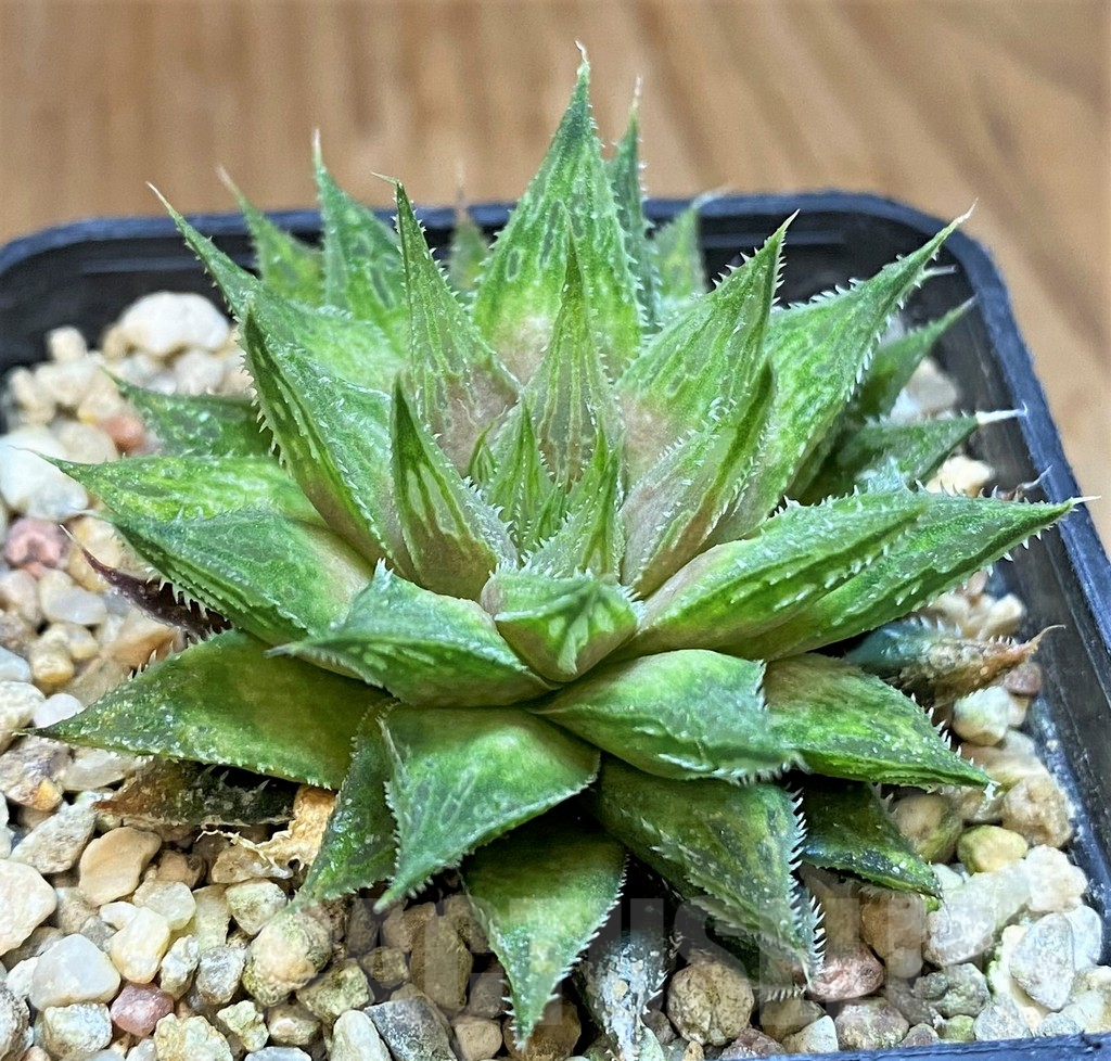 SH17698 Haworthia 'Sugar Candy' hybrid - immagine 2