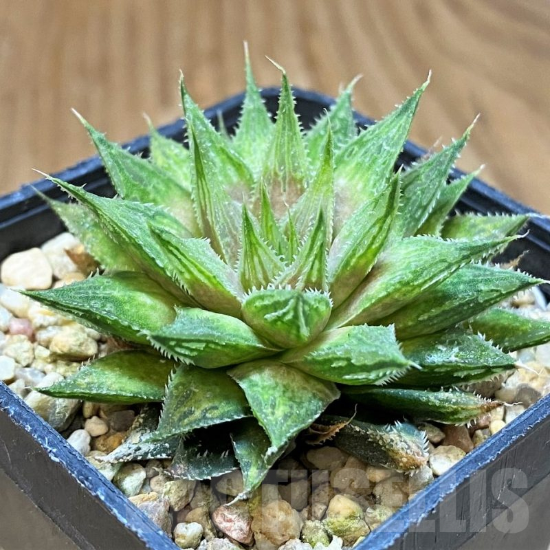 SH17698 Haworthia 'Sugar Candy' hybrid