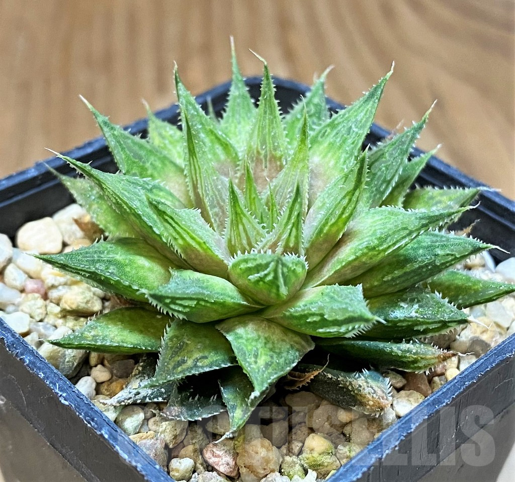 SH17698 Haworthia 'Sugar Candy' hybrid