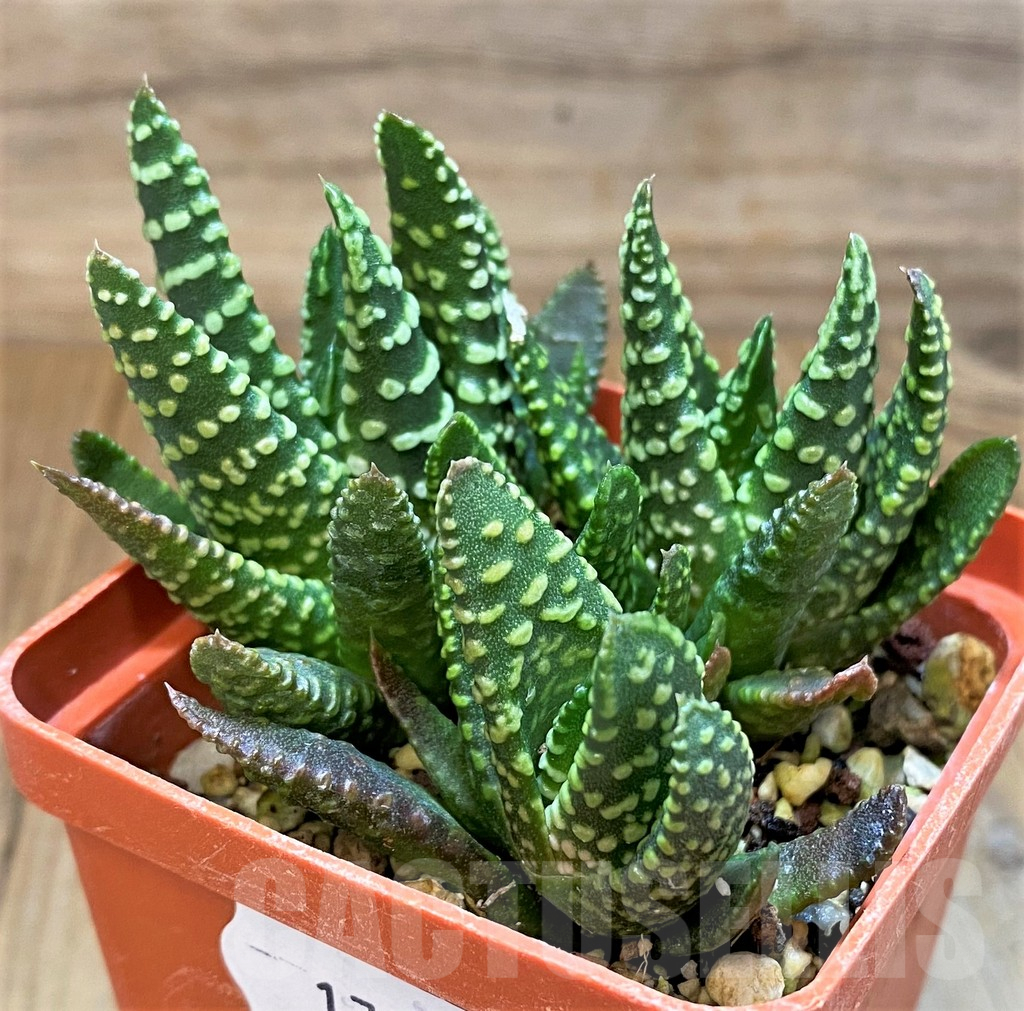SH17700 Haworthia pumila SH, seedling, 3 plants - immagine 2
