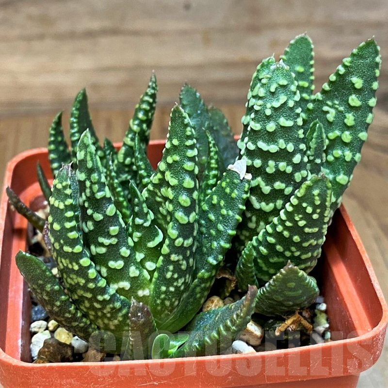 SH17700 Haworthia pumila SH, seedling, 3 plants