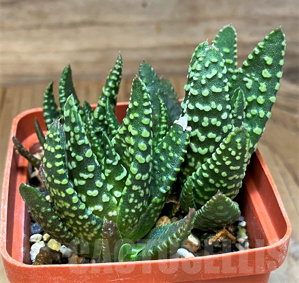 SH17700 Haworthia pumila SH, seedling, 3 plants