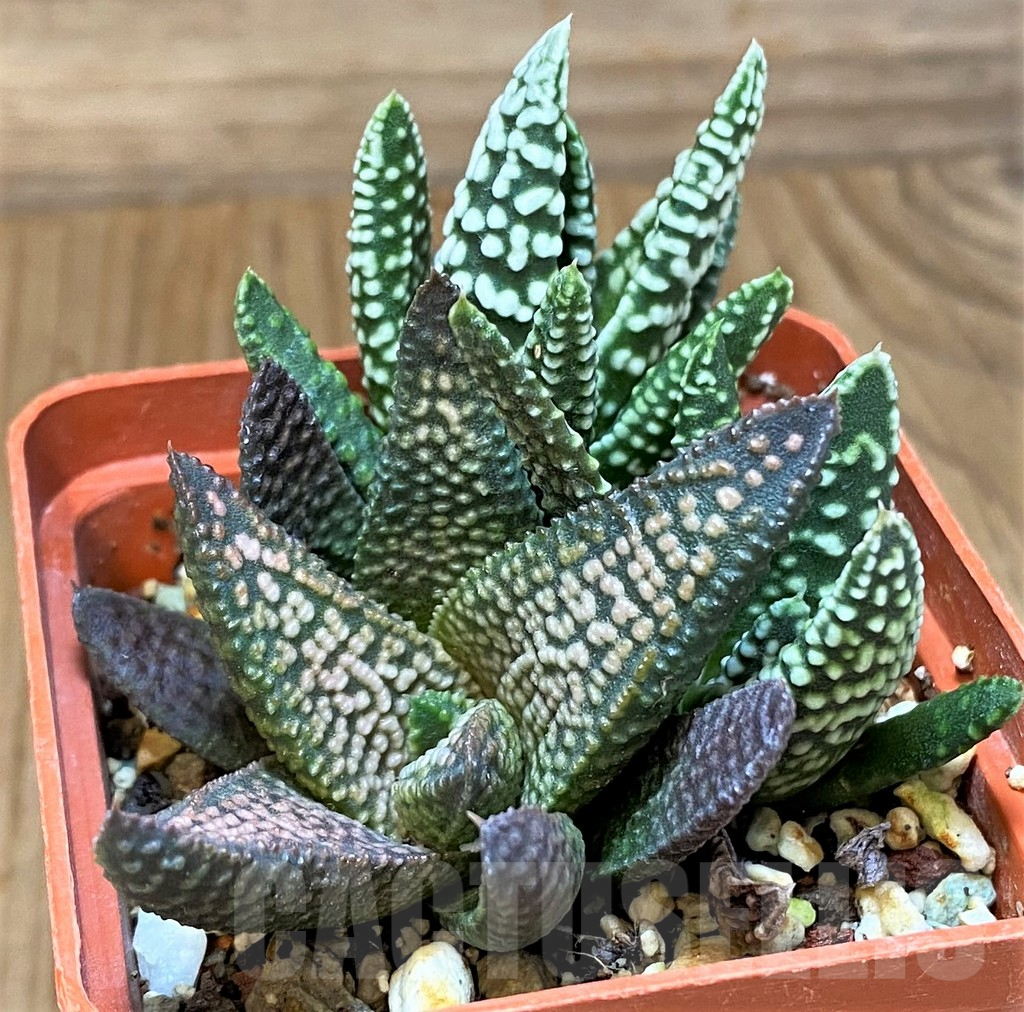 SH17701 Haworthia pumila x koelmaniorum, seedling, 3 plants