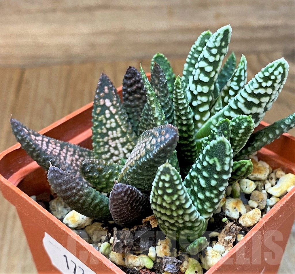 SH17701 Haworthia pumila x koelmaniorum, seedling, 3 plants - immagine 2