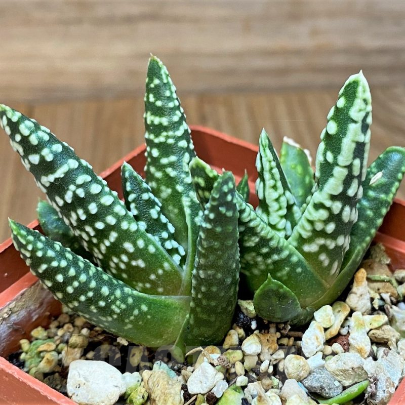 SH17702 Haworthia pumila 'Donut', seedling, 2 plants