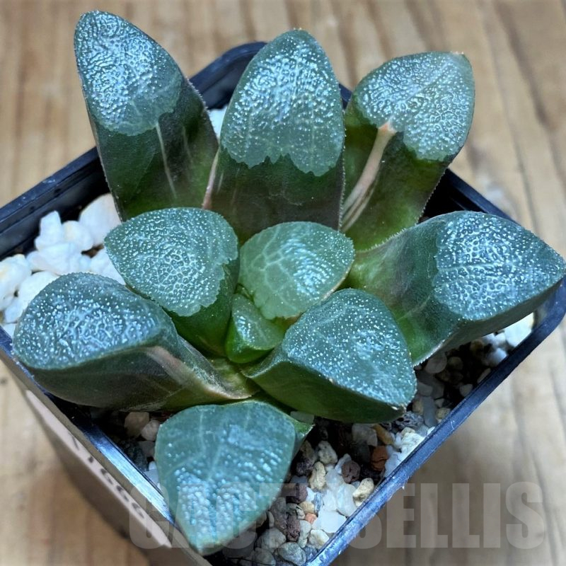 SH17666 Haworthia bayeri f. variegata