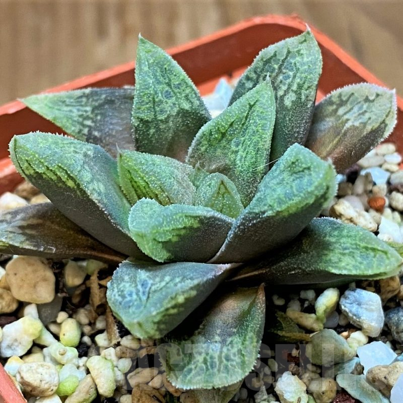SH17705 Haworthia schultiana x retusa x comptoniana F2